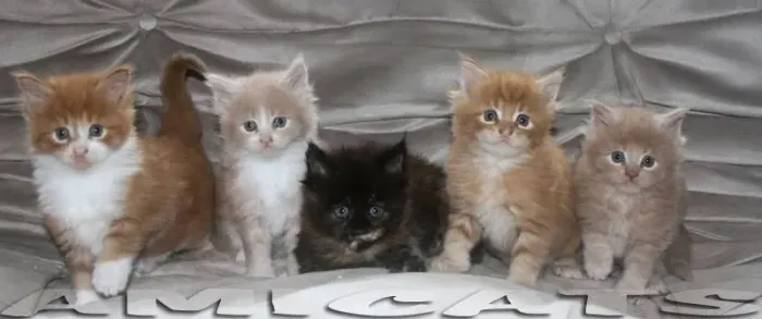 Maine coon Bebês Gigantes