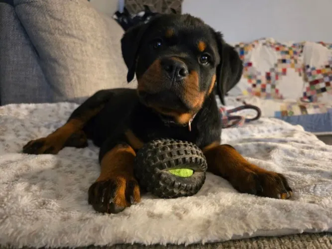 Rottweiler O presente que vai encher uma casa de alegria