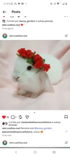 Filhotes de mini coelhos