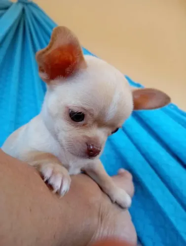 Chihuahua MACHO 