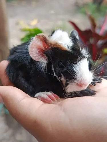Porquinho da Índia Filhote Peludo Macho