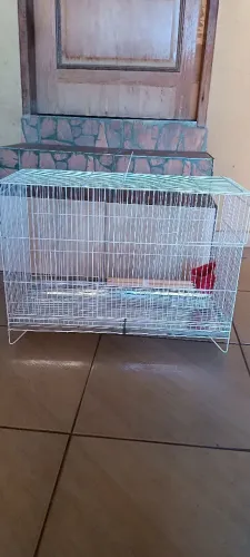 Gaiola Agaporne novas