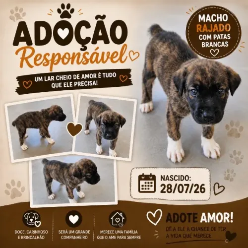 Cachorrinhos para adoção responsável!?