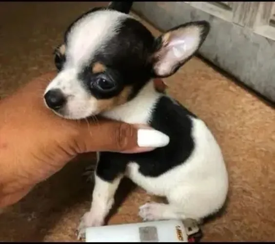 Pinscher número zero -A pronta entrega 