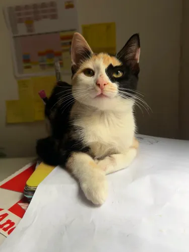 Gatinha doação 