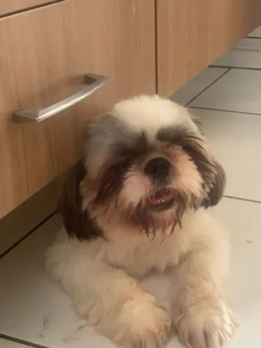 Doação consciente de shihtzu macho