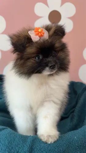 Você vai perder essa fofura?