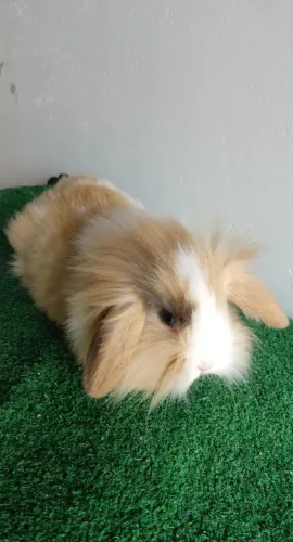 Mini Coelho Fuzy lop