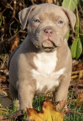 Pedigree grátis Americam Bully Pocket ...h