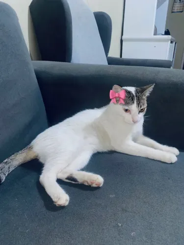 Doaçao gata