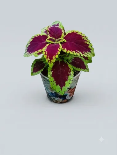 Planta coleus muda .