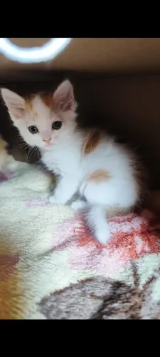 Doaçao de gatinhos 