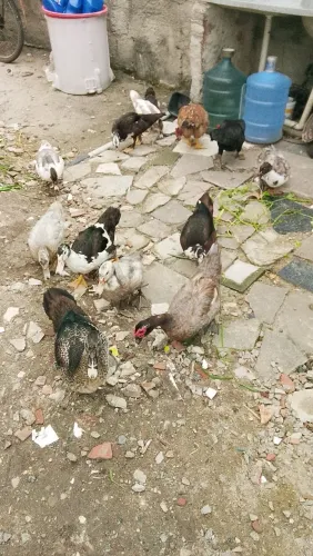 Vendendo Patos , vivos com a mãe!