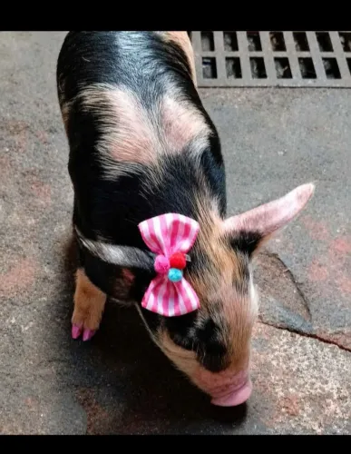 Porca dócil