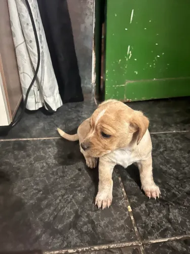 Doação de cachorro filhote 