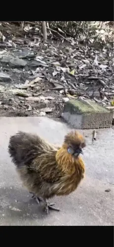 Galinha sedosa do Japão 
