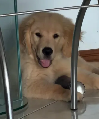 Filhotes Golden Retriever disponível