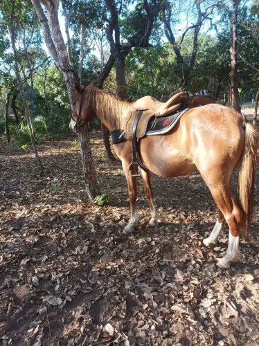 Égua domada