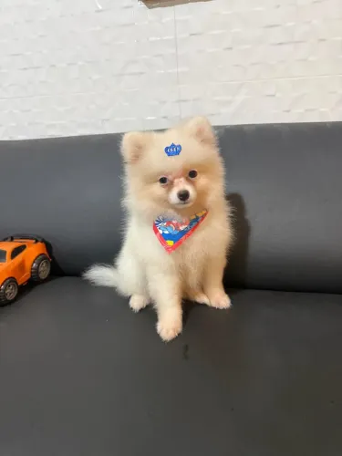 Spitz alemão - MACHO