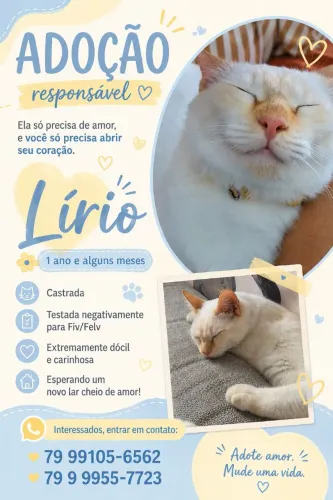 ADOTE LÍRIO 