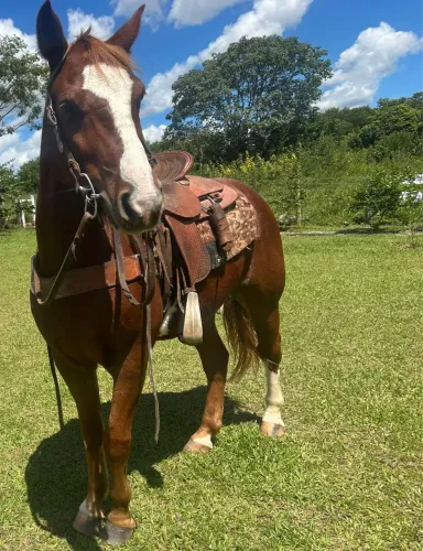 Cavalo de criança andar , pronto no tambor