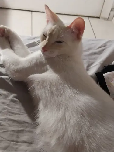 Gato macho - Doação 