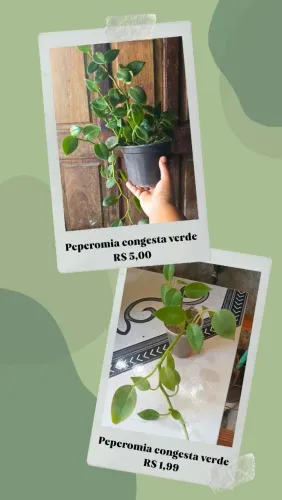 VENDE-SE PLANTAS