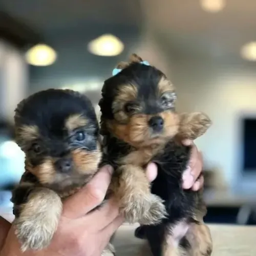 Yorkshire Esse dog nasceu para levar alegria por onde passa