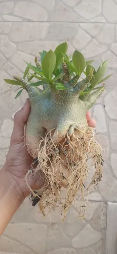 Rosa do deserto Adenium Arabicum. ID: Godji pura + Hulk