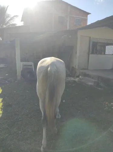 Vendo ou troco égua e potra. 