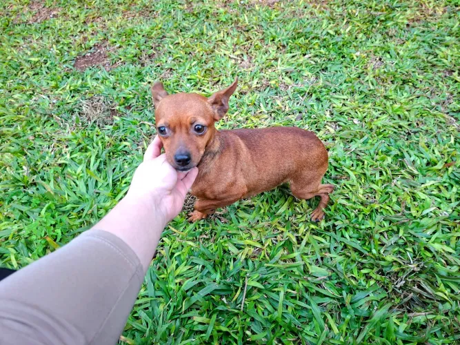 Doa-se Pinscher Fêmea