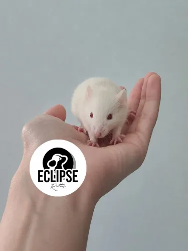 Rato Twister Fêmea de Seleção