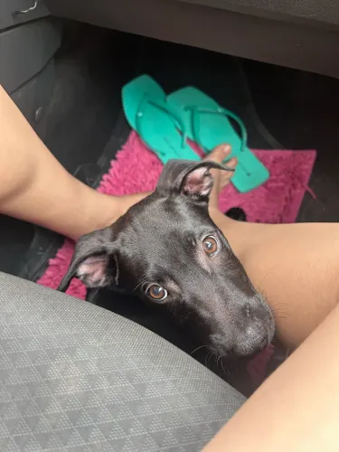 Cachorro raça mista 