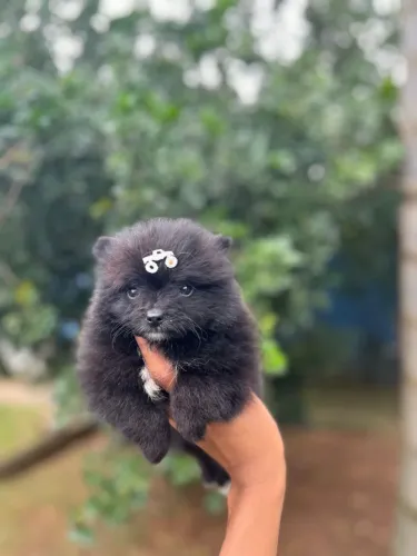Lulu da pomeranea anão