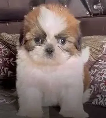 Bebezinho shih tzu/shitzu brincalhão saudável e pelagem densa