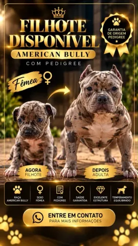 American Bully