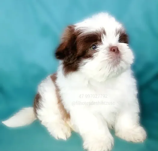 Filhote de shih tzu macho