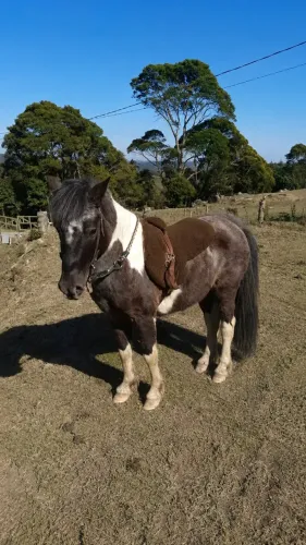 Ponei macho 6 anos - Domado