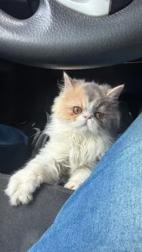 Gata persa