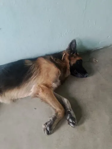 Vendo pastor alemão 