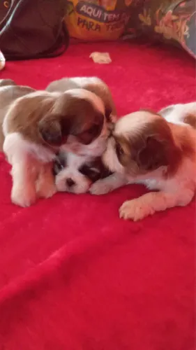 Shih tzu