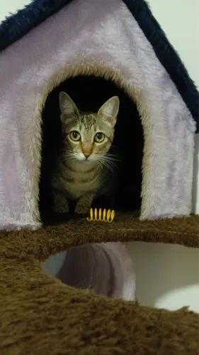 Doa-se Gata