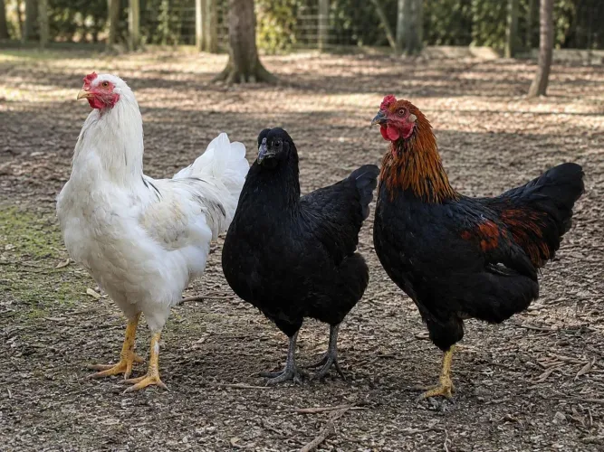 Galo e galinha  todas  3 por 150