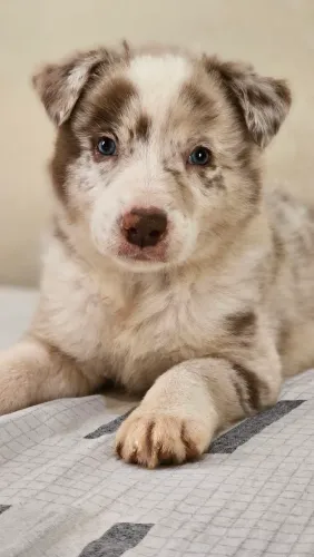 Filhote de Border Collie Red Merle - Macho