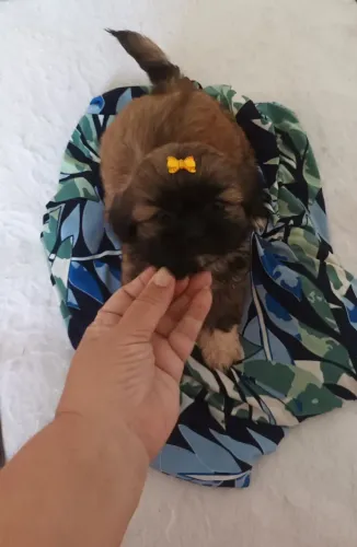 Shitzu