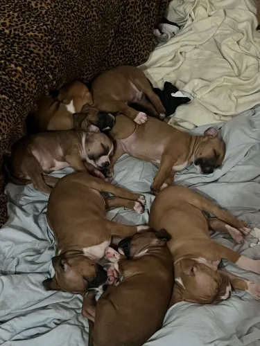 Filhotes de Pitbull