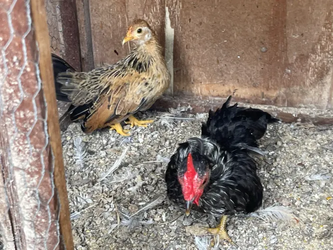 Casal Mini Garnisés