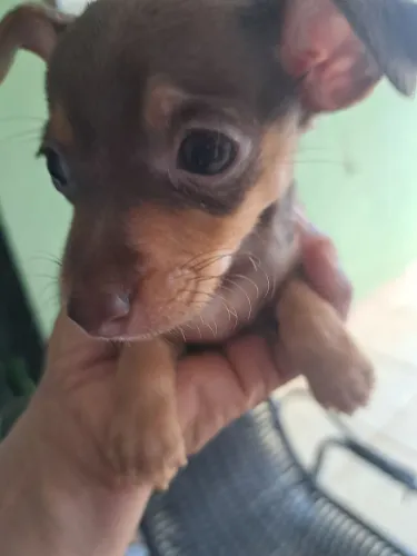 filhote de pinscher fêmea