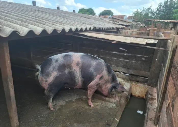 Porca grande, amojando $ 150 pra sair logo