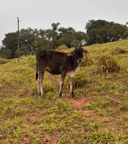 Bezerra novilha anelorada